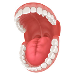 3d rendering of human teeth, open mouth on white background