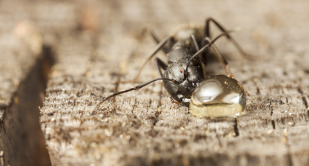 big forest ants on old wood
