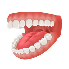 3d rendering of human teeth, open mouth on white background