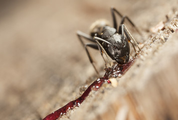 big forest ants on old wood
