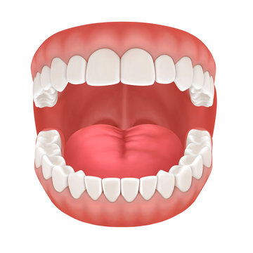 3d rendering of human teeth, open mouth on white background