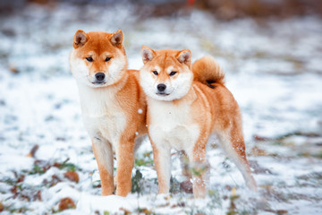 Redhead dog Japanese Shiba Inu