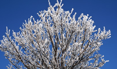 Shiny, frosty morning. The snow covering tree branches in winter. 