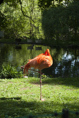 Czerwonak Różowy- Flaming © jordi23