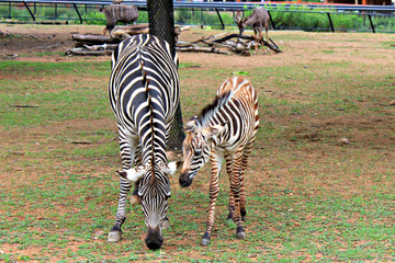 Zebras