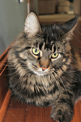 Maine Coon