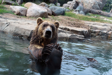 Obraz premium Bears taking a bath