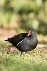 Common Moorhen, Moorhen, Gallinula chloropus