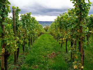Fototapeta premium View of vineyard meadow in remich luxembourg