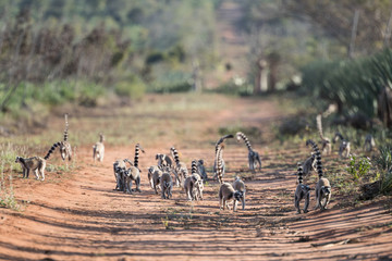 Naklejka premium Ring-tailed lemurs.