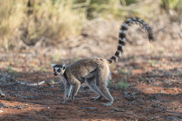 Ring-tailed lemur.