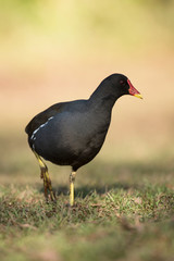 Common Moorhen, Moorhen, Gallinula chloropus