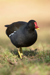 Common Moorhen, Moorhen, Gallinula chloropus