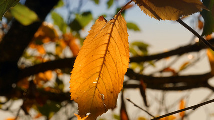 Causse,Languedoc,saison
