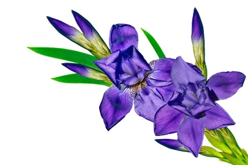 Papier Peint photo Lavable Iris fleurs de printemps iris isolé sur fond blanc.