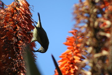 Bird eating pollen