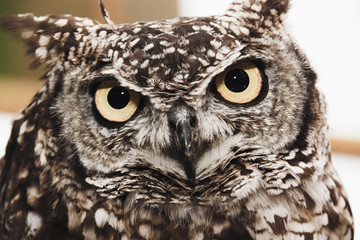 Owl