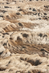 Wind blows over Cornfield at Bill Williams Hwy near Lake Havasu, Arizona