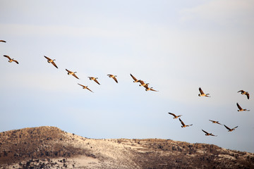 Canadian Geese