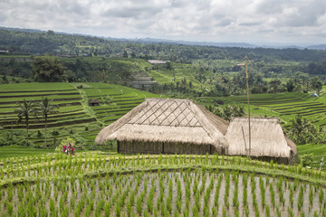 Fototapeta na wymiar green rice fields in Ubud, Bali, Indonesia