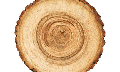Fototapeta premium Tree rings and texture on a large wood stump isolated on white