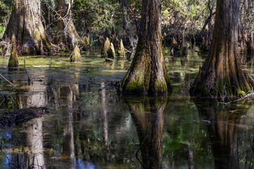 Bald Cypress 4