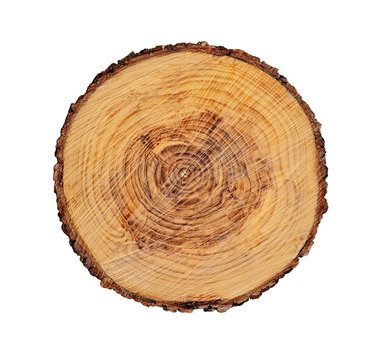 Tree rings and texture on a large wood stump isolated on white