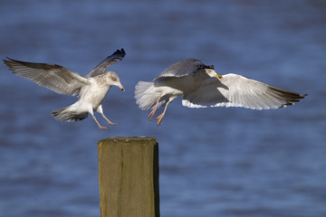 Herring Gull Larus agentatus Immatures landing on breakwater