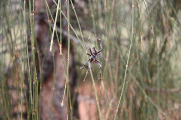 Spinne im Outback