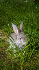 Gray rabbit hiding on green spring grass.