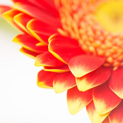 Obraz premium Rote Gerbera