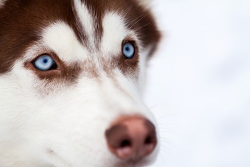 Blue eyes of Husky dog