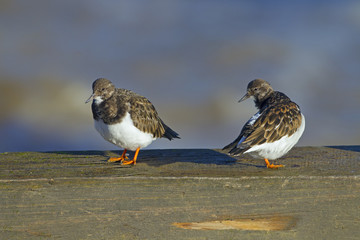 Three Turnstones Arenaria interpres resting on breakwater at high tide