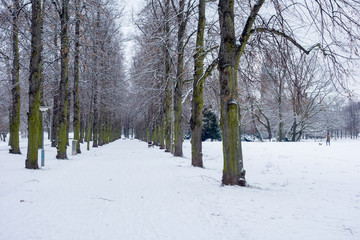 Park im Winter