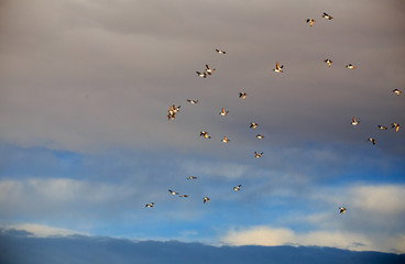 Ducks flying.