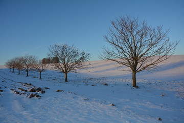 Bäume im Abendlicht mit Schnee und Ackerfeld