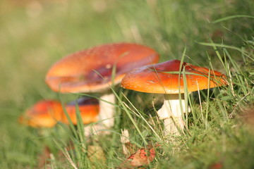 Pilze in der Wiese