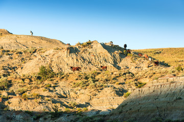 Wild Horses in Theodore Roosevelt Nat'l Park, ND