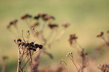 Blumenwiese vertrocknet