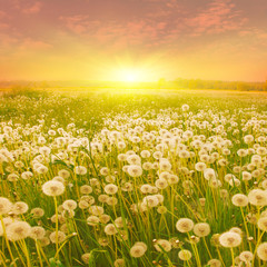 Dandelion field at sunset.