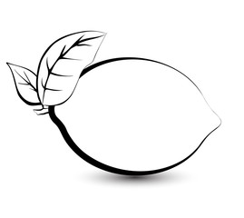 Outline sketch monochrome lemon, lime. Black and white elegant contour of the fruit. Drawing for coloring and design packaging for juices, diet food.