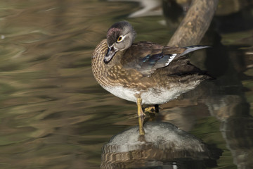 Mandarinente (Aix galericulata) auf dem Saar-Altarm in Saarlouis