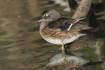Mandarinente (Aix galericulata) auf dem Saar-Altarm in Saarlouis