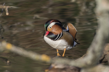 Mandarinente (Aix galericulata) auf dem Saar-Altarm in Saarlouis