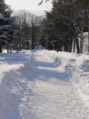 Snowing walking path in woods in sunny morning