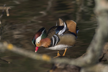 Mandarinente (Aix galericulata) auf dem Saar-Altarm in Saarlouis