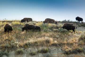 Bison in Theodore Roosevelt NP, ND