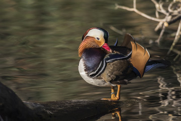 Mandarinente (Aix galericulata) auf dem Saar-Altarm in Saarlouis