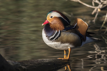 Mandarinente (Aix galericulata) auf dem Saar-Altarm in Saarlouis