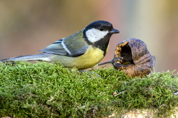 Great Tit (Parus major)